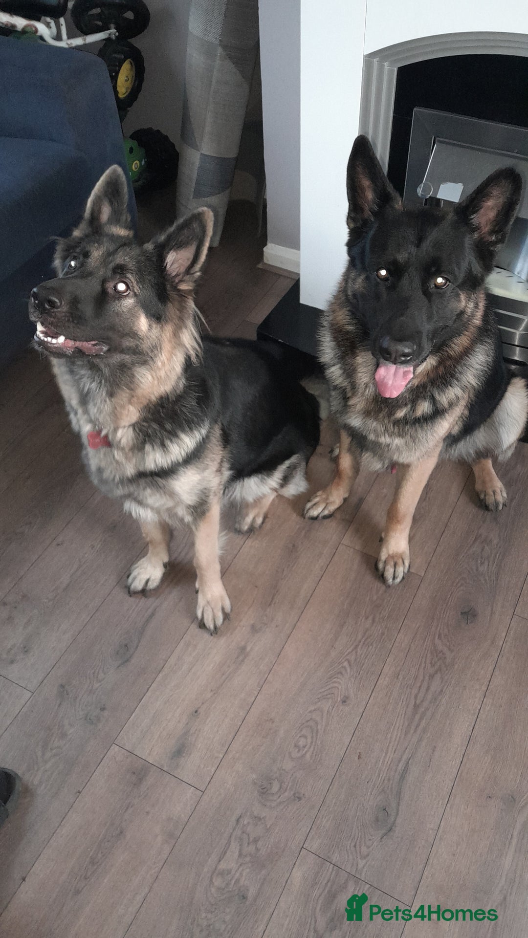 German Shepherd dogs for sale: German shepherd puppies  - Image 8