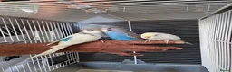 Budgerigars birds for sale: Super silly hand tamed baby budgies  - Advert 1