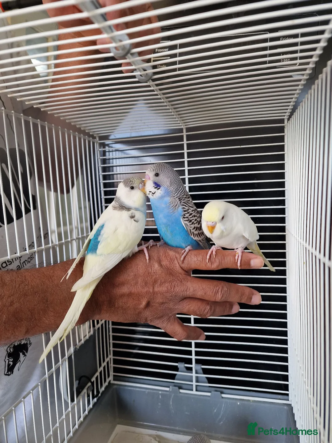 Budgerigars birds for sale: Super silly hand tamed baby budgies  - Advert 1