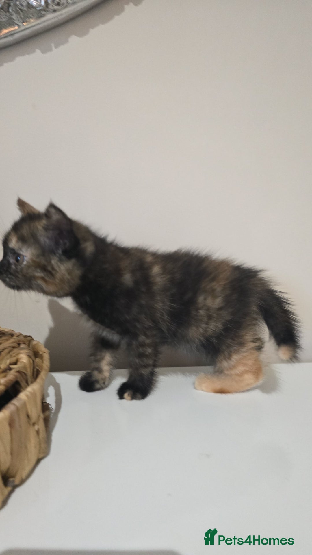 British Longhair cats for sale: Female kitten ready to go 💗  - Advert 6