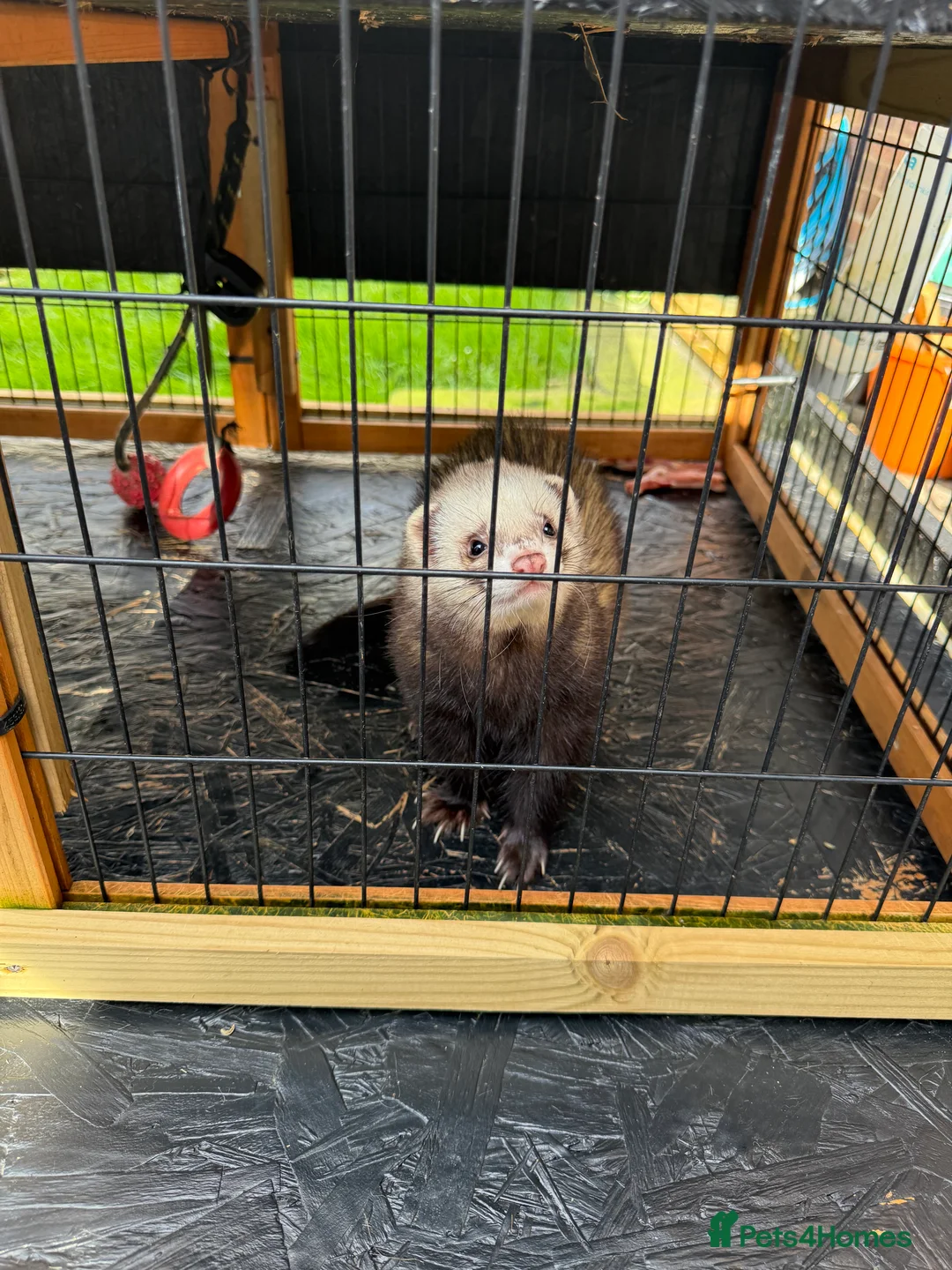 Ferret rodents for sale: 2 Boys for adoption - Advert 8