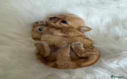 Shih Tzu dogs for sale: Stunning full Imperial Shih Tzu’s - Image 9