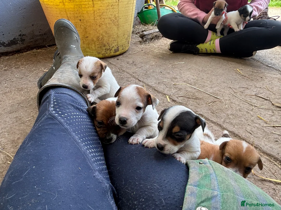 Jack Russell dogs for sale: Beautiful litter of jack Russell’s  - Advert 2