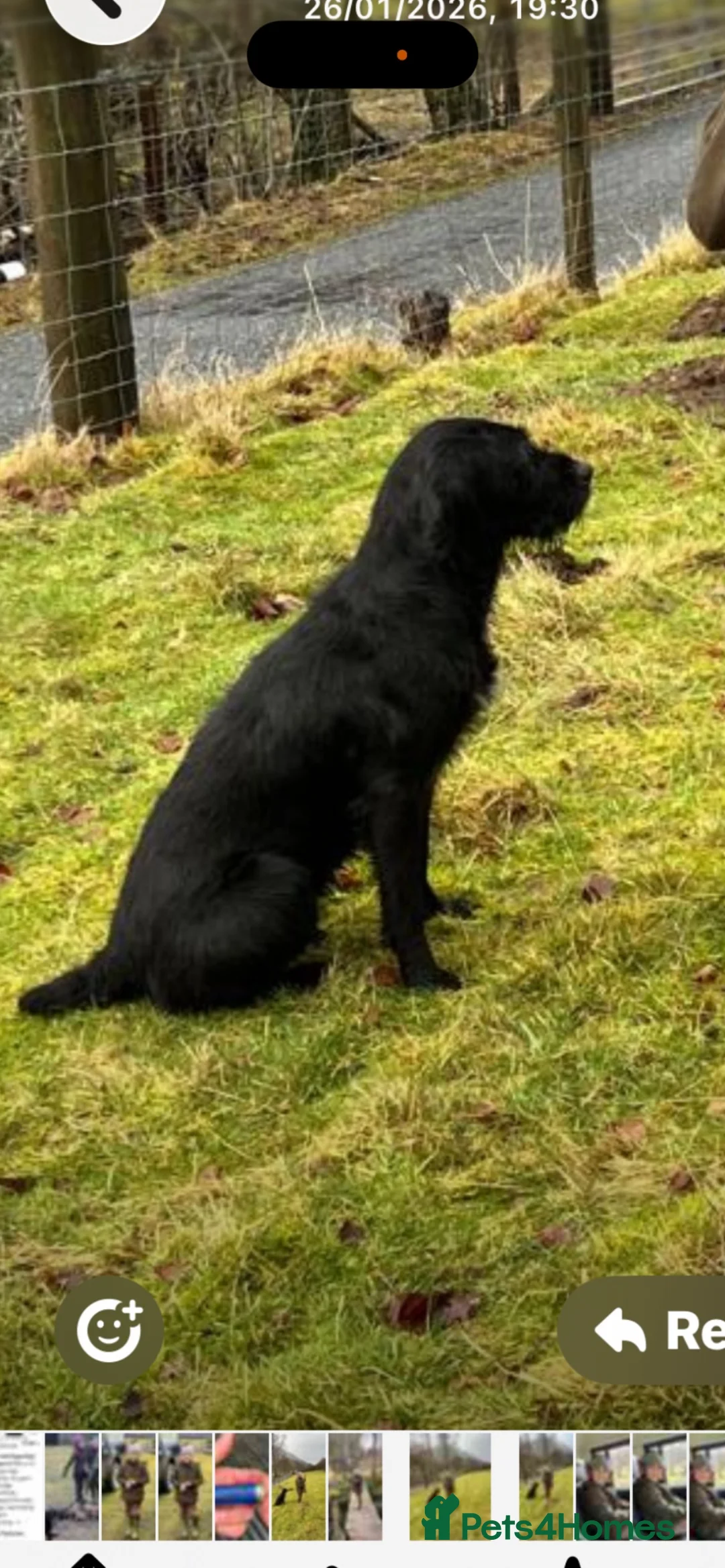 Mixed Breed dogs for sale: Wire hair pointer x lab - Advert 1