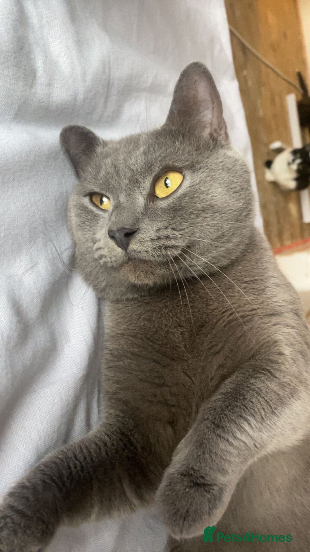 British Shorthair cats for sale: Blue British Shorthair - Nervous boy - Image 5