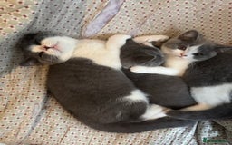 Brazilian Shorthair cats for sale: British shorthair 13 weeks old - Image 8
