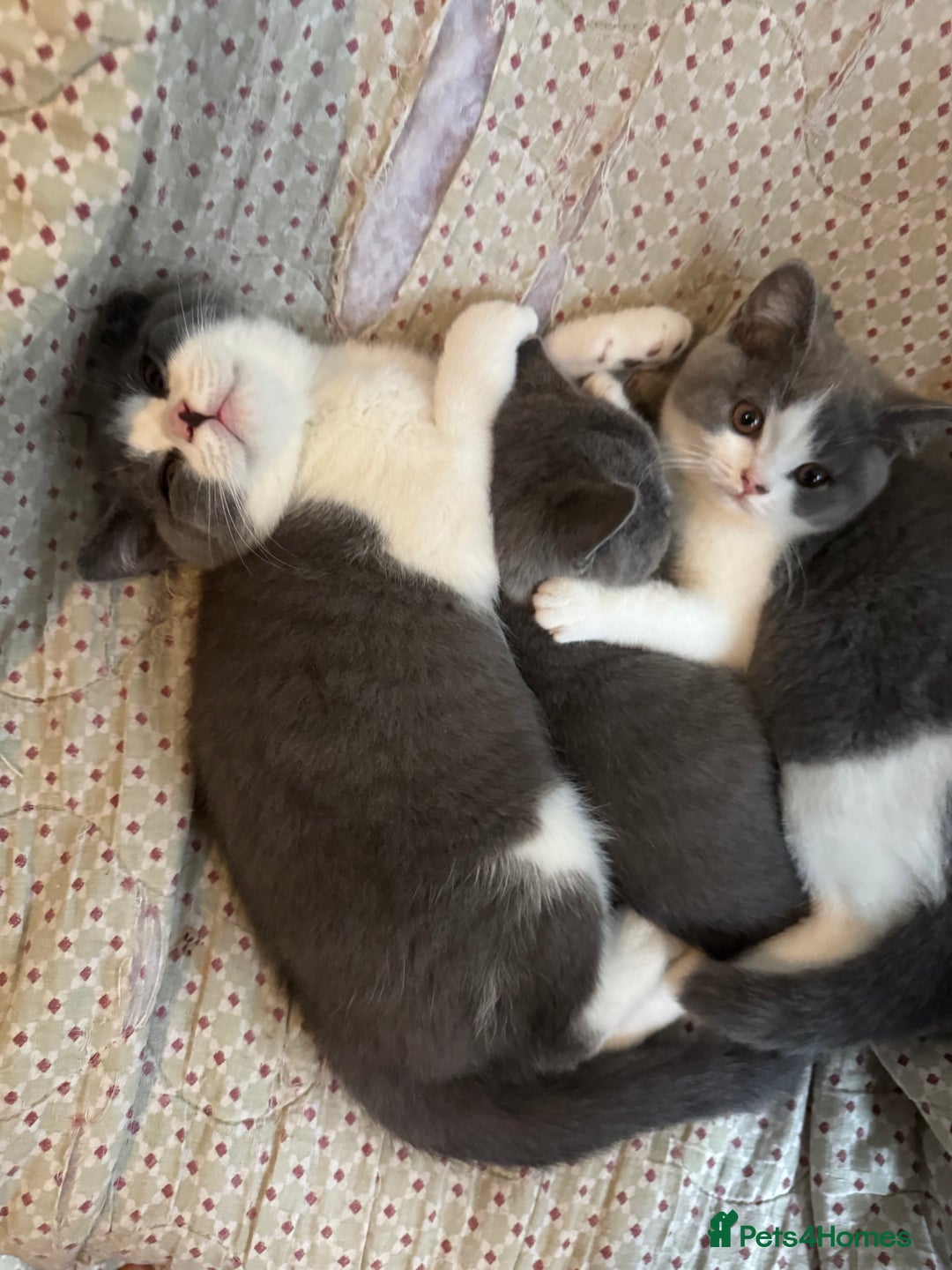 Brazilian Shorthair cats for sale: British shorthair 13 weeks old - Image 8