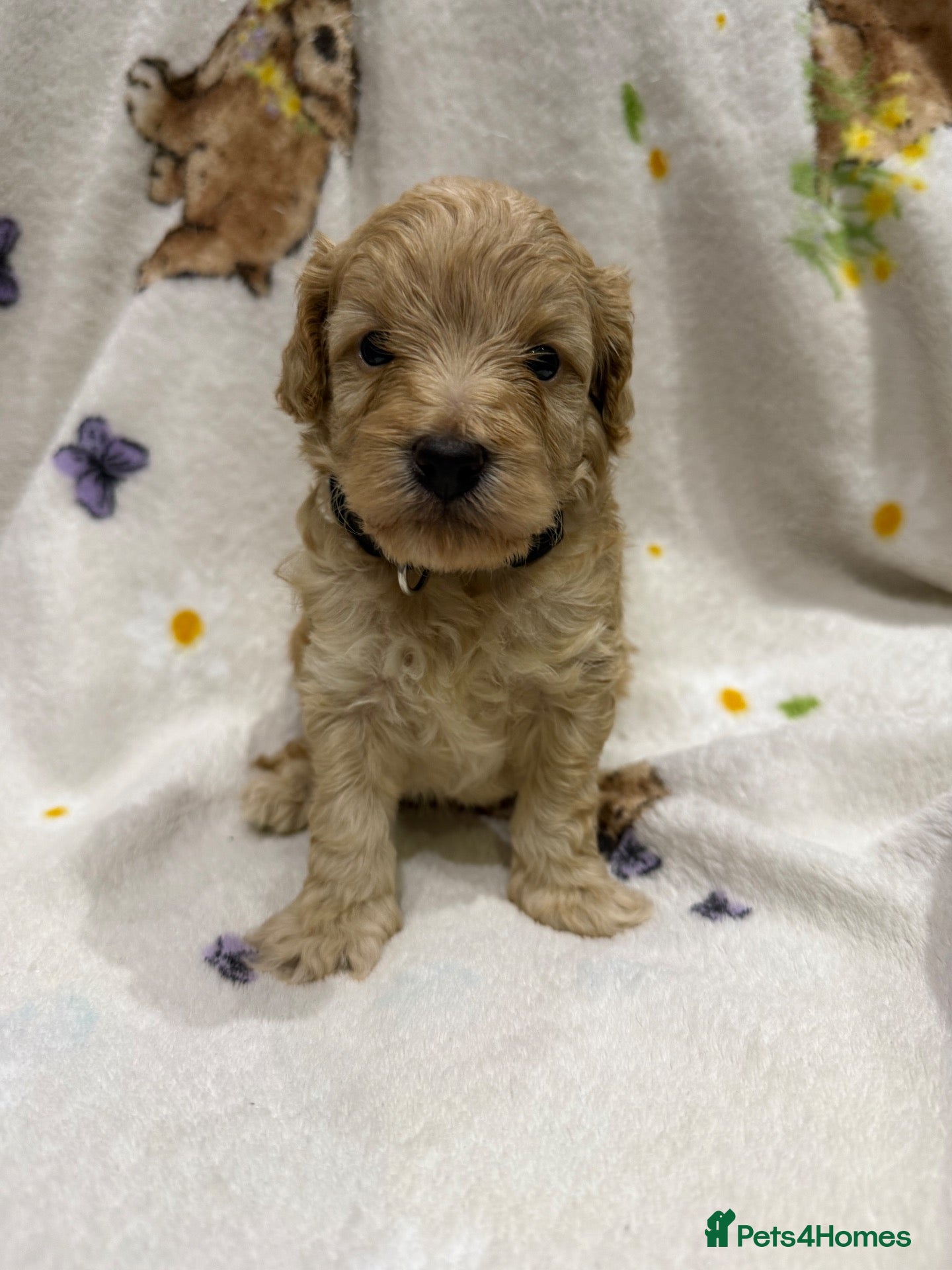 Cockapoo dogs Gorgeous Toy cockapoo puppies one boy left  - Advert 2
