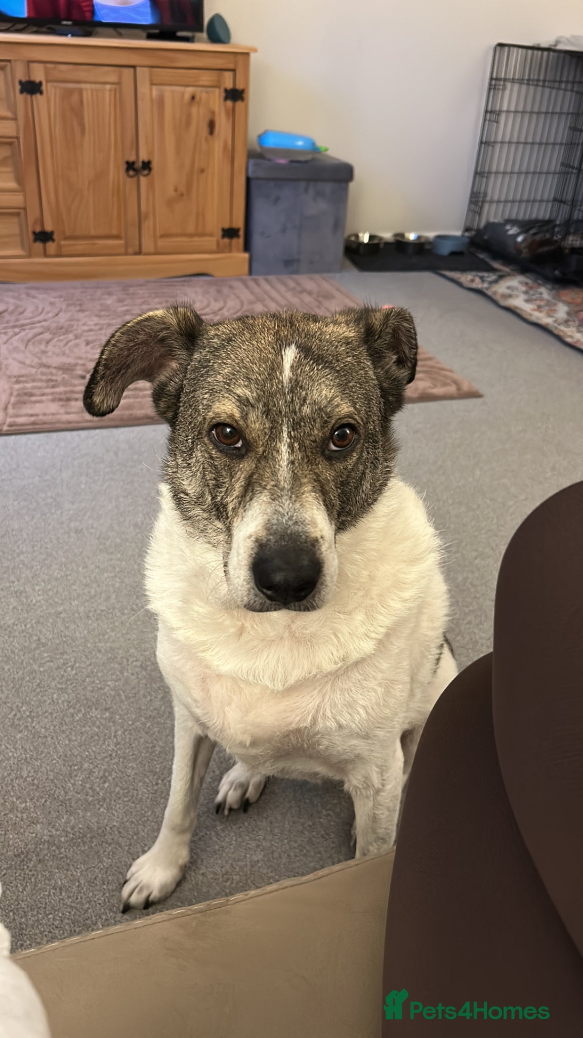 Mixed Breed dogs for sale: Rehoming my beautiful Ozzy - Advert 2