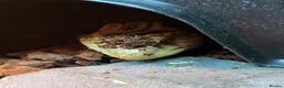 Skink reptiles for sale: Ernie the Blue tongued skink  - Advert 14