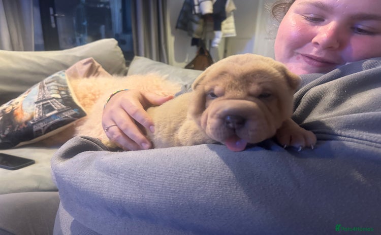Shar Pei dogs - Advert 1
