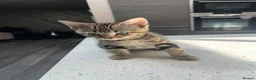 Mixed Breed cats for sale: Beautiful Playful Kittens –Ready for Loving Homes  - Advert 10