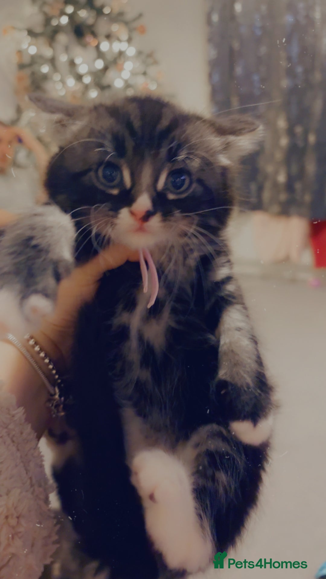 Mixed Breed cats for sale: 4 Beautiful fluffy kittens for sale - Advert 3