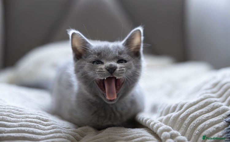 Russian Blue cats - Advert 3