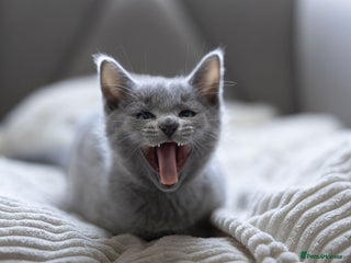 Russian Blue cats - Advert 3