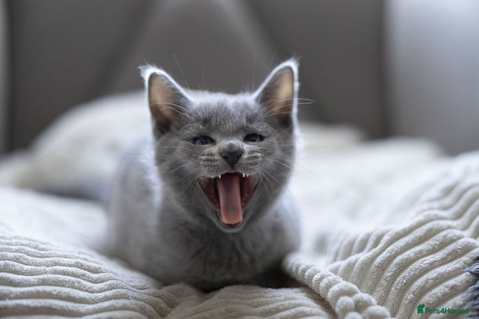 Russian Blue cats - Advert 3