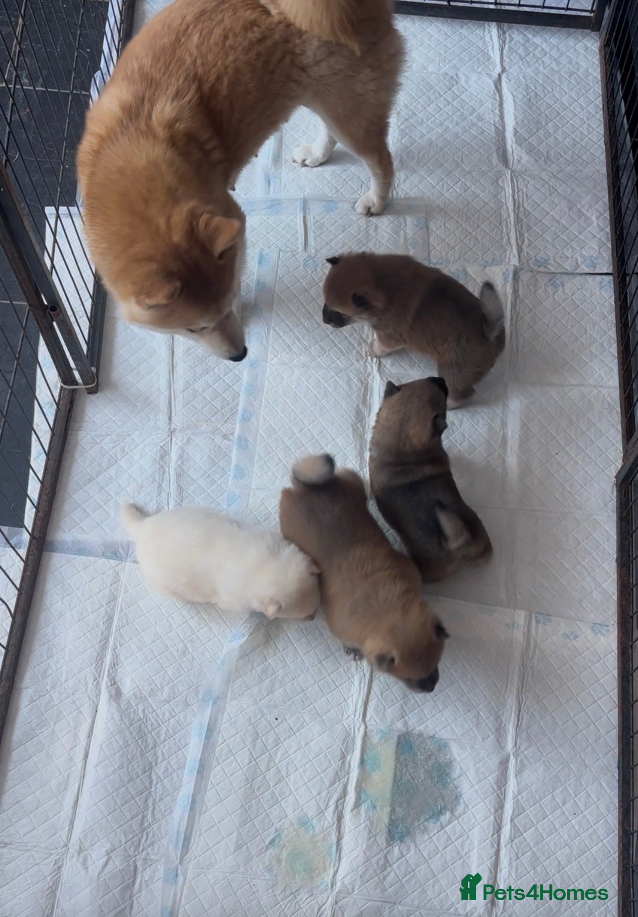 Japanese Shiba Inu dogs Shiba Inu 2 female puppies ready Friday  - Advert 10