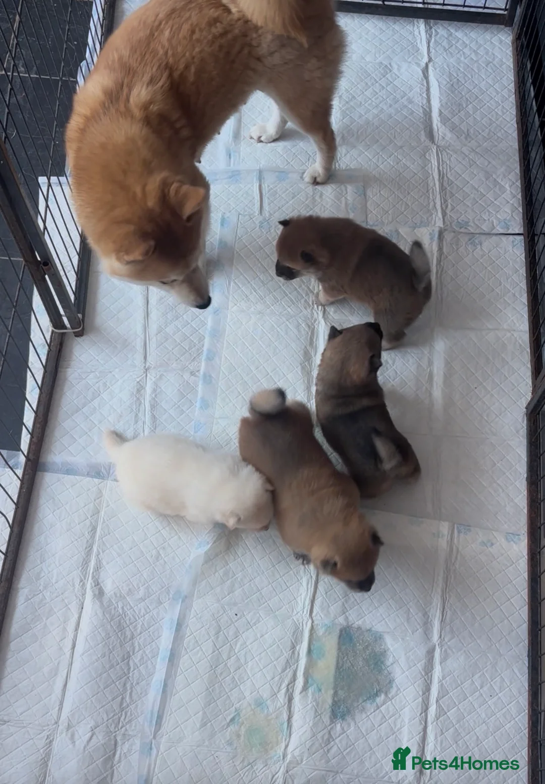 Japanese Shiba Inu dogs for sale: Shiba Inu 2 female puppies ready Friday  - Advert 1