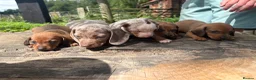 Dachshund dogs for sale: Beautiful Dachshund pups in Whitby - Advert 3