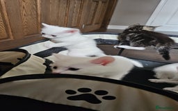 British Shorthair cats for sale: x6 Gorgeous Kittens looking for forever homes - Image 3