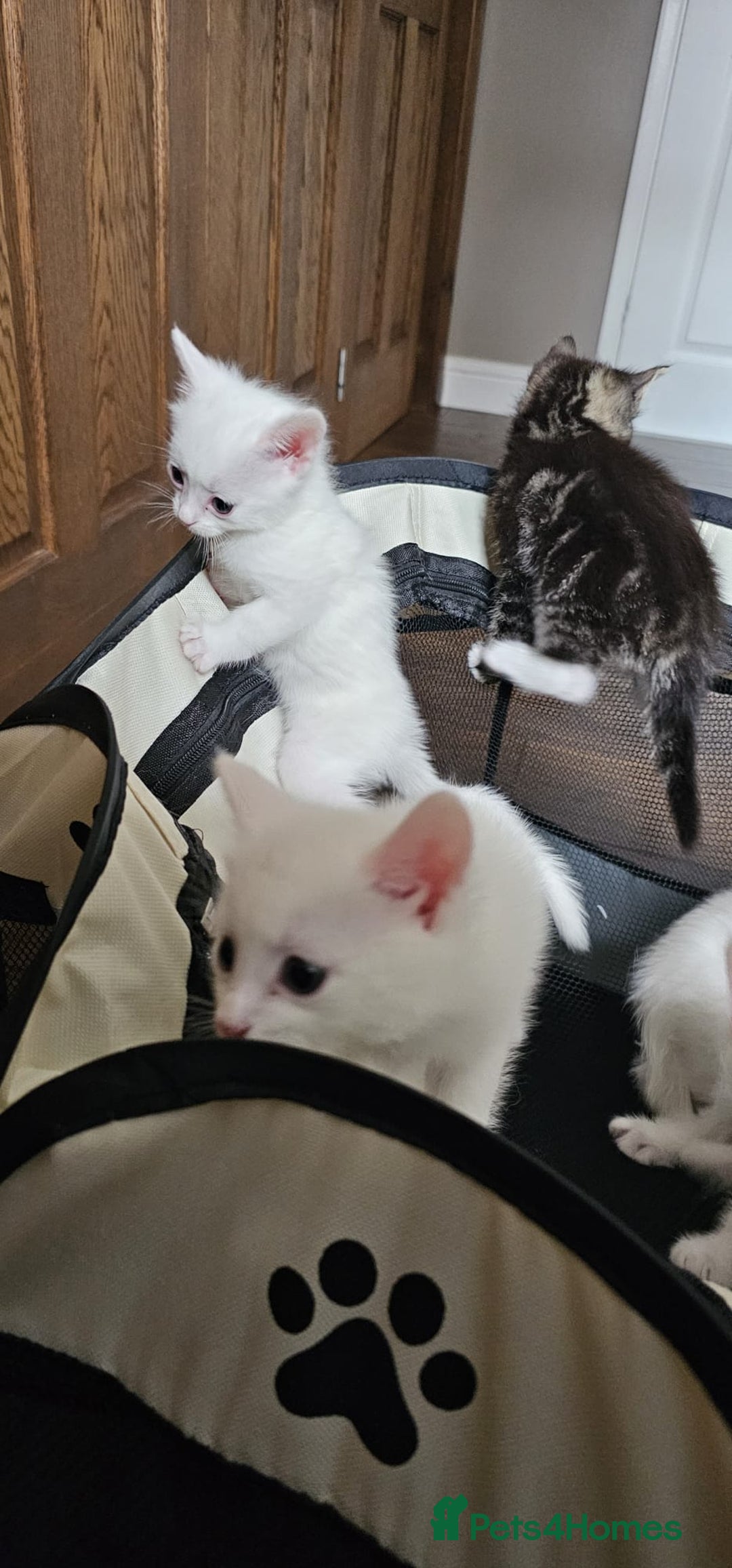 British Shorthair cats for sale: x6 Gorgeous Kittens looking for forever homes - Image 3