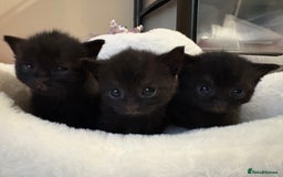 British Shorthair cats for sale: Black british shorthair kittens - Image 1