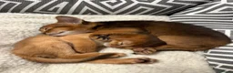 Abyssinian cats for sale: Perfect Abyssinian kittens😻💙 - Advert 30