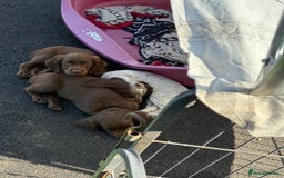Cocker Spaniel dogs for sale: READY FOR NEW HOMES CAN LEAVE homes health tested  - Image 26