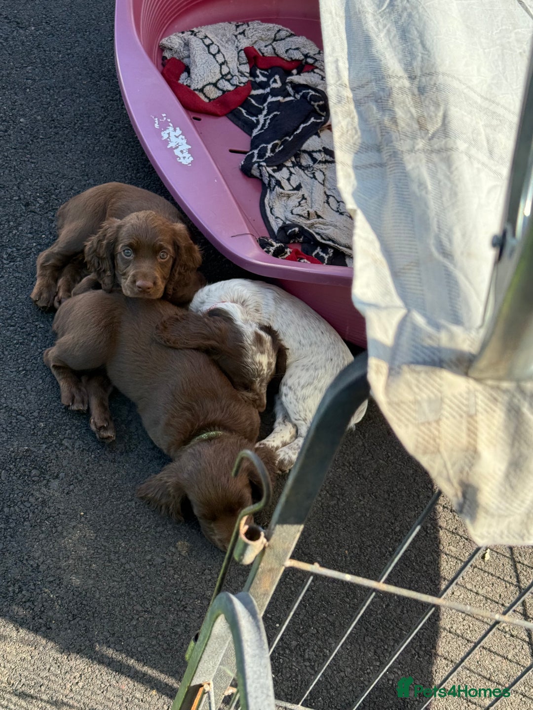 Cocker Spaniel dogs for sale: READY FOR NEW HOMES CAN LEAVE homes health tested  - Image 26