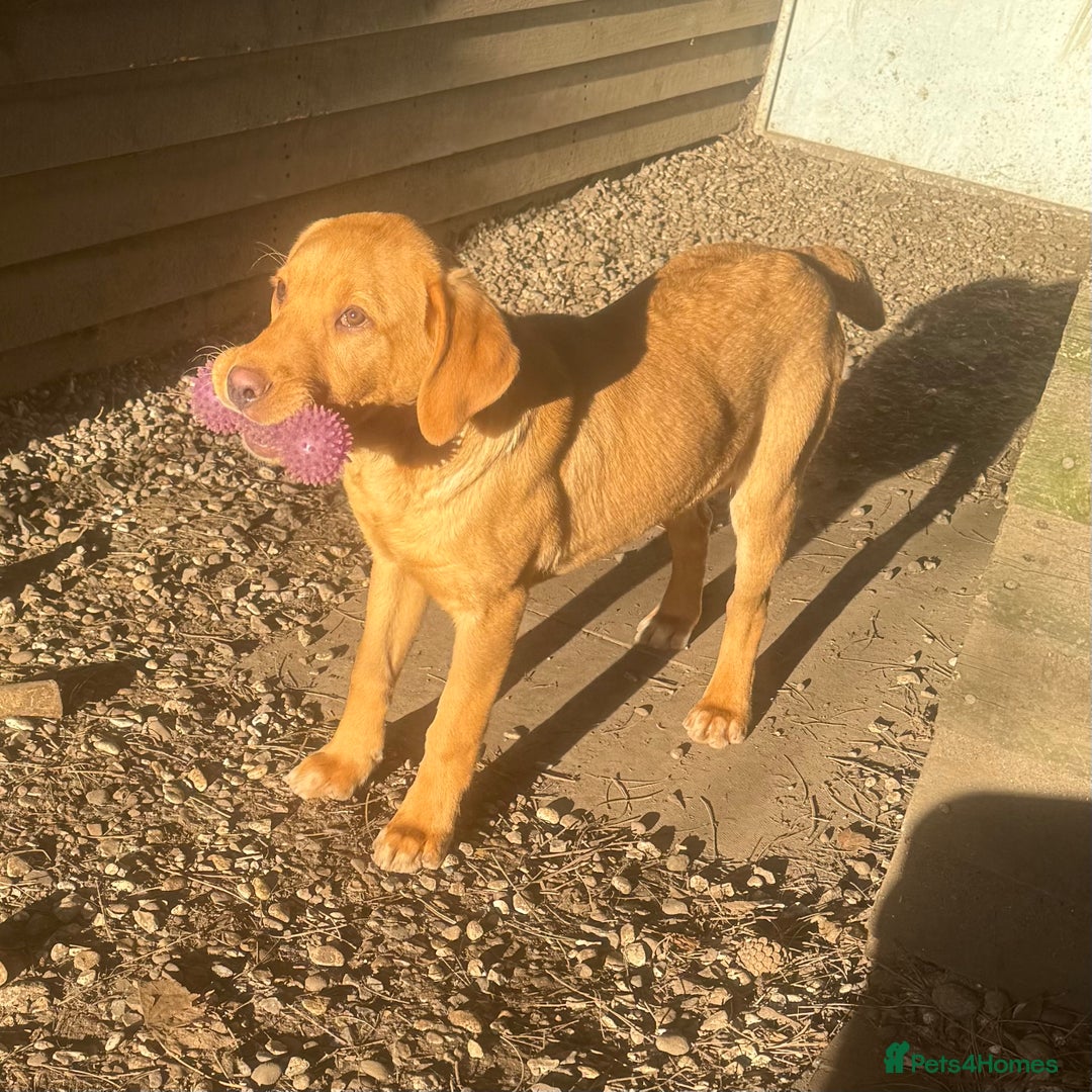 Labrador Retriever dogs for sale: Roger the Fox Red Lab - Advert 9
