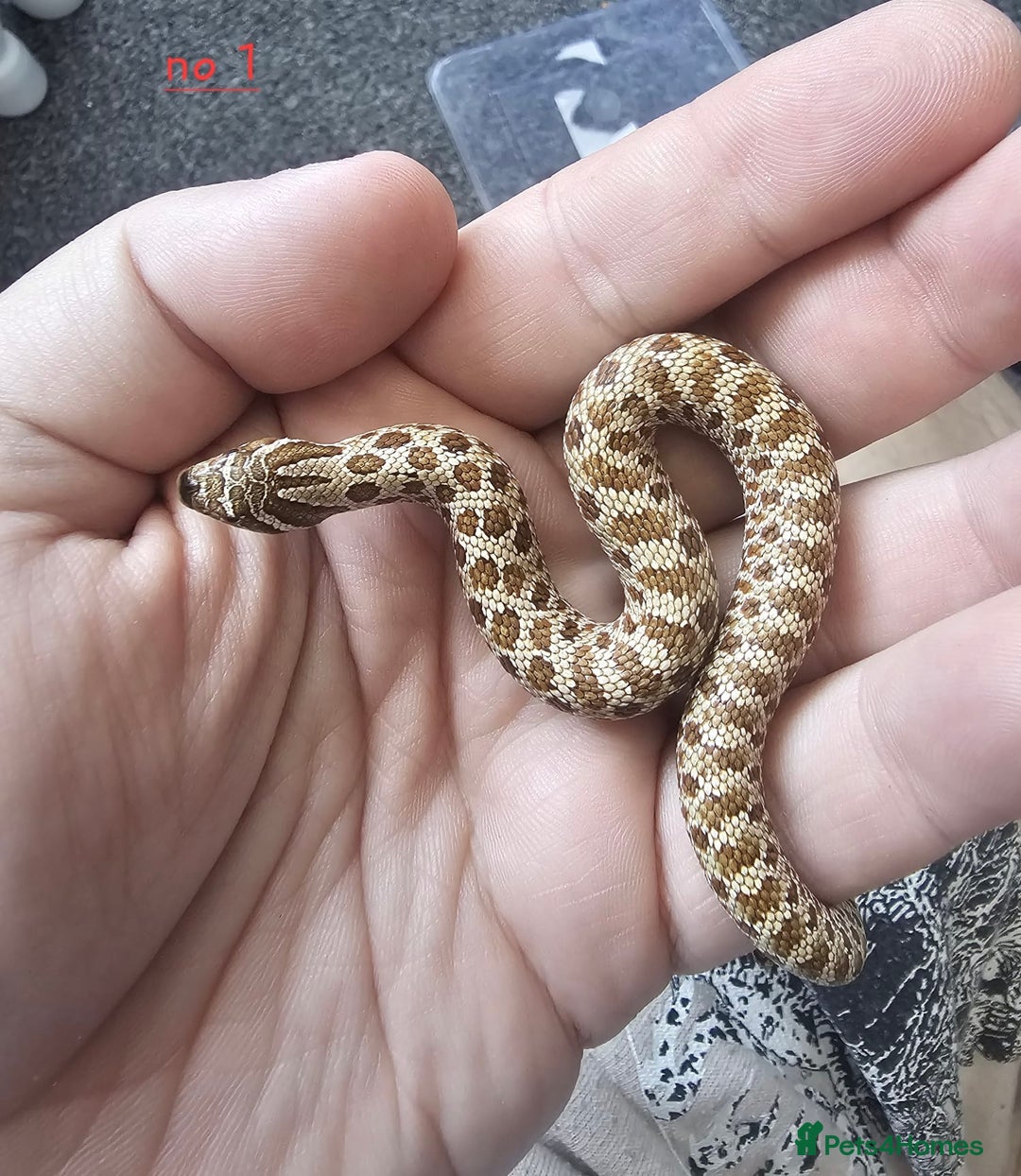 Snake reptiles for sale: Western Hognose Snakes Cb25 - Image 6