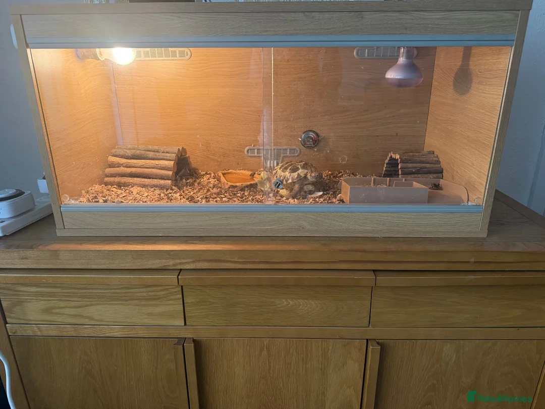 Hermann Tortoise reptiles for sale: Female tortoise 🐢  in Merthyr Tydfil - Advert 3