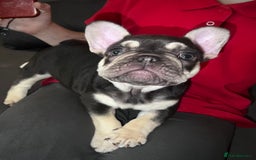 French Bulldog dogs for sale: Ready now!!! - Image 3