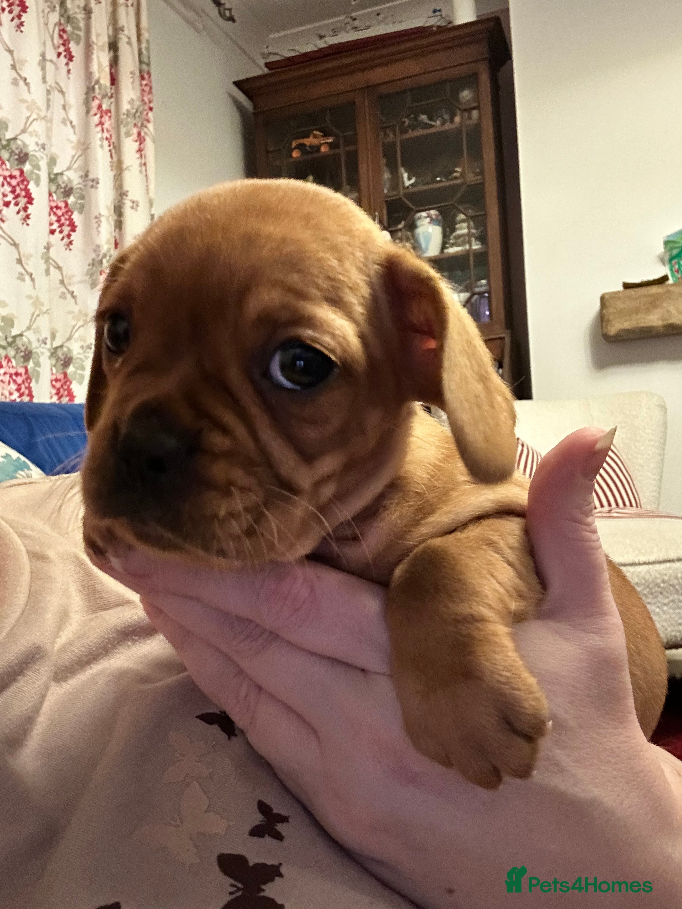 Mixed Breed dogs frenchel puppies READY TO LEAVE - Advert 13