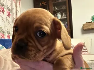 Mixed Breed dogs frenchel puppies READY TO LEAVE - Advert 13