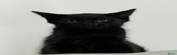Mixed Breed cats for sale: Pudding, black male kitten with stripes.  - Advert 5