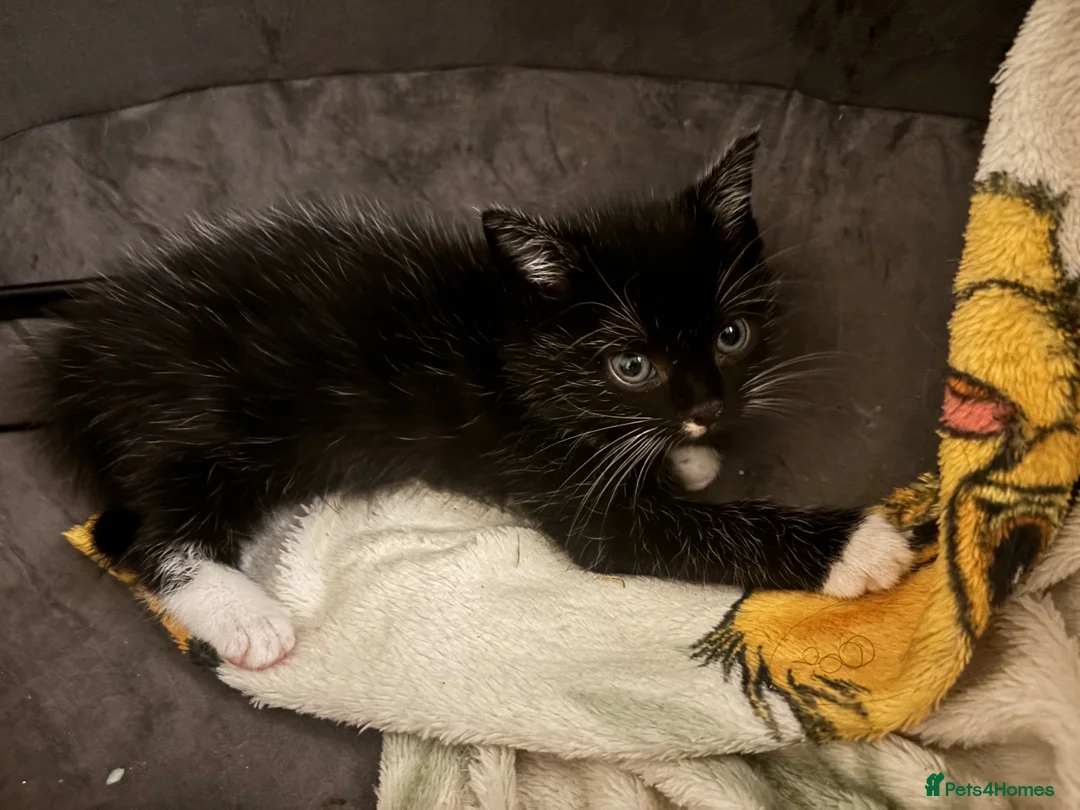 Mixed Breed cats for sale: Three Kittys🐯✨ in Northolt - Advert 6