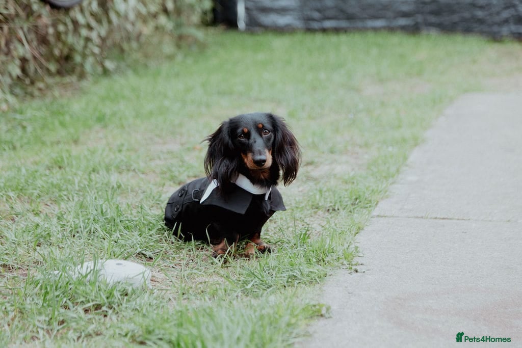 Miniature Dachshund dogs Beautiful boy for stud - Advert 1