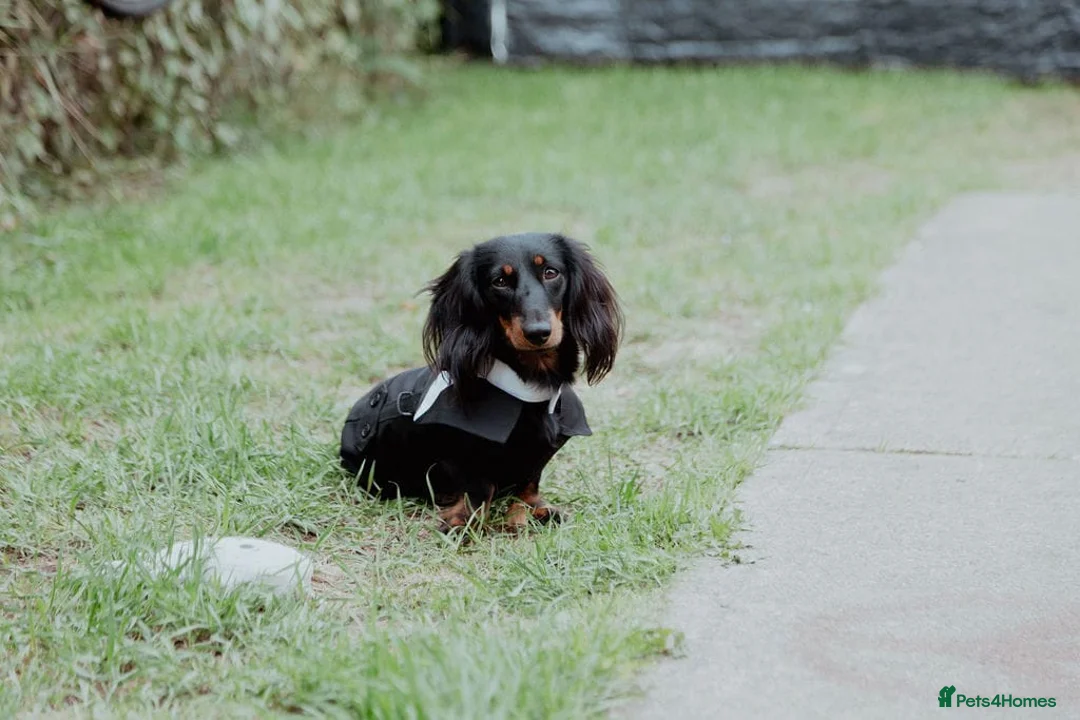 Miniature Dachshund dogs for stud: Beautiful boy for stud - Advert 1