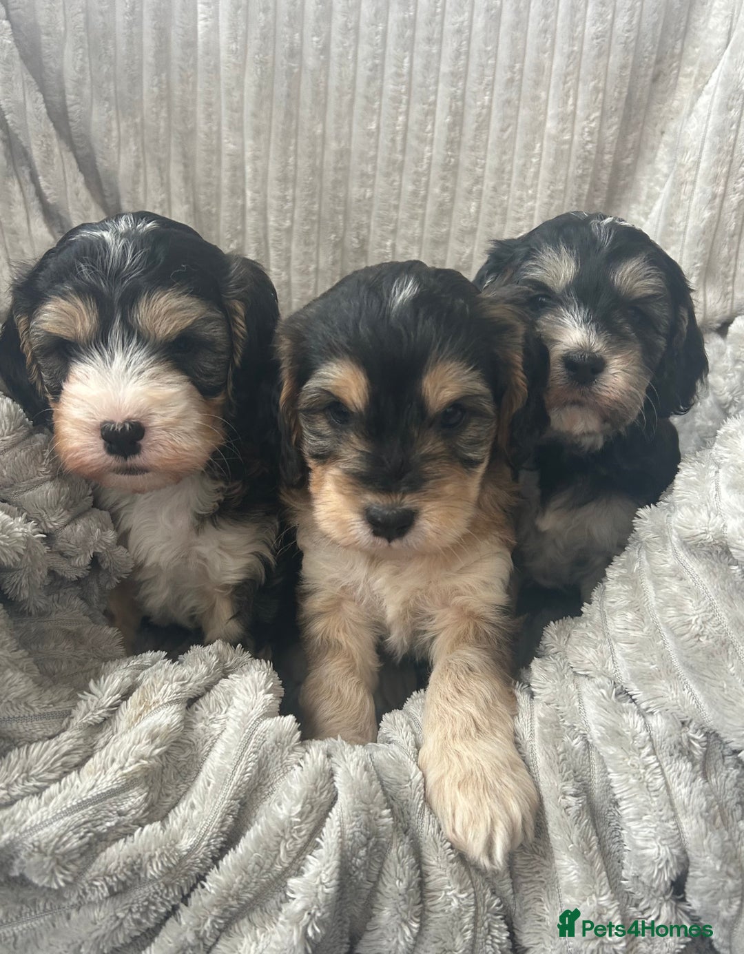 Cockapoo dogs for sale: Cockapoo Puppies - Image 23