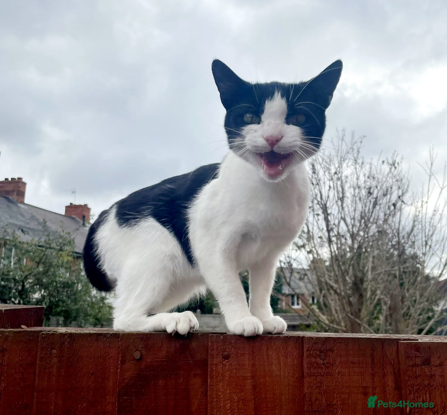 European cats Sweet and friendly girl - Advert 6