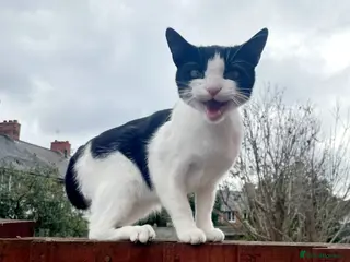 European cats Sweet and friendly girl - Advert 7