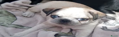 Pug Puppy 1