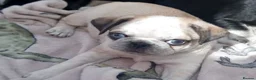Pug dogs for sale: Kc registered pug puppies for sale - Advert 20
