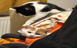 Mixed Breed cats for sale: 2 male cats  - Image 8