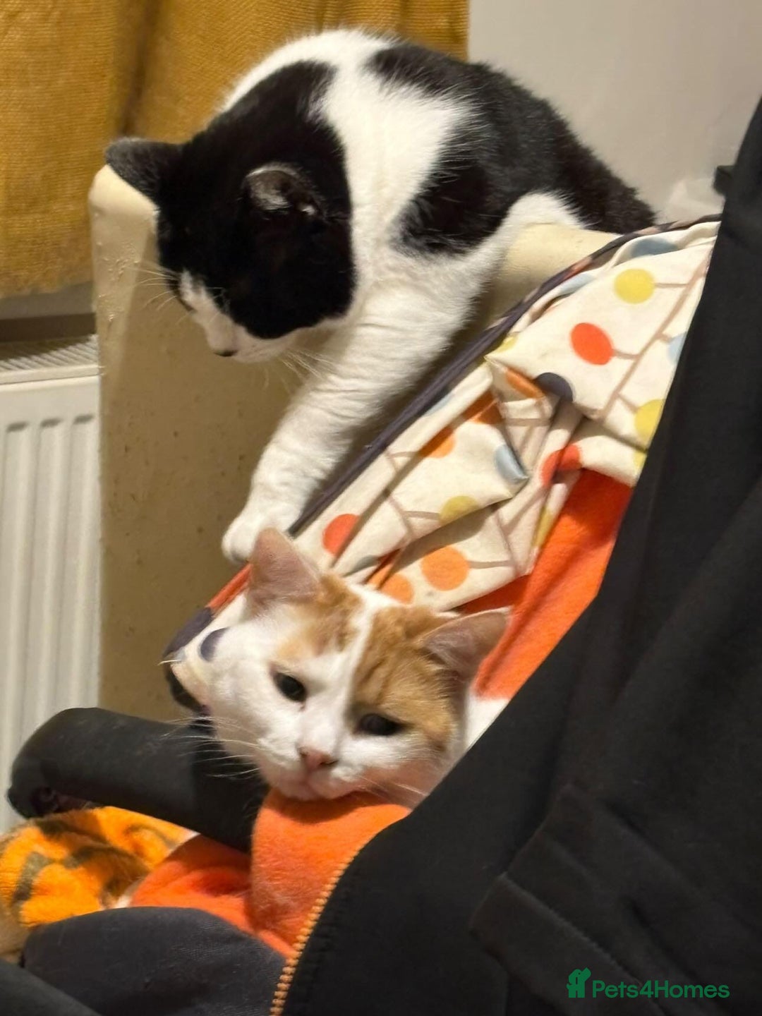 Mixed Breed cats for sale: 2 male cats  - Image 8