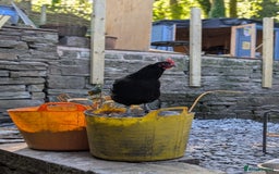 Chickens poultry for sale: 3 Chickens to rehome - Image 1