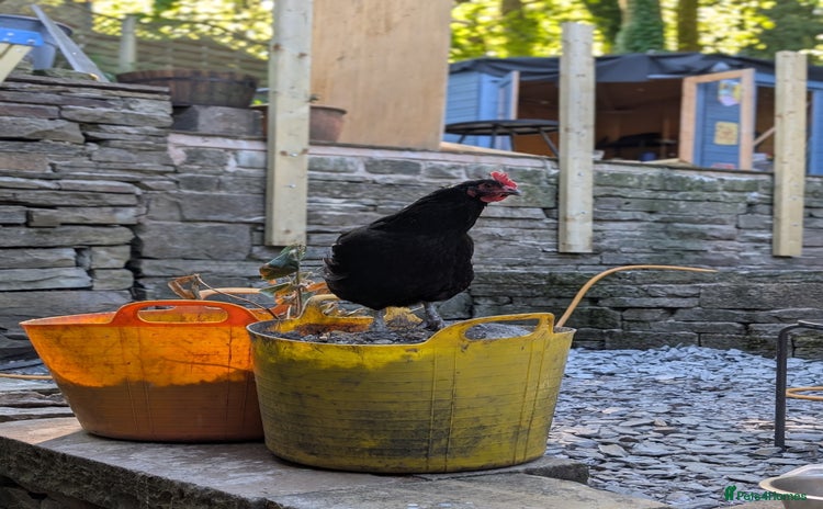 Chickens poultry - Advert 14