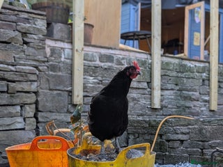 Chickens poultry - Advert 6