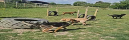 Mixed Breed dogs for adoption: AMELIA - 22 months old, Female, Mixed Breed in Eastbourne - Advert 14